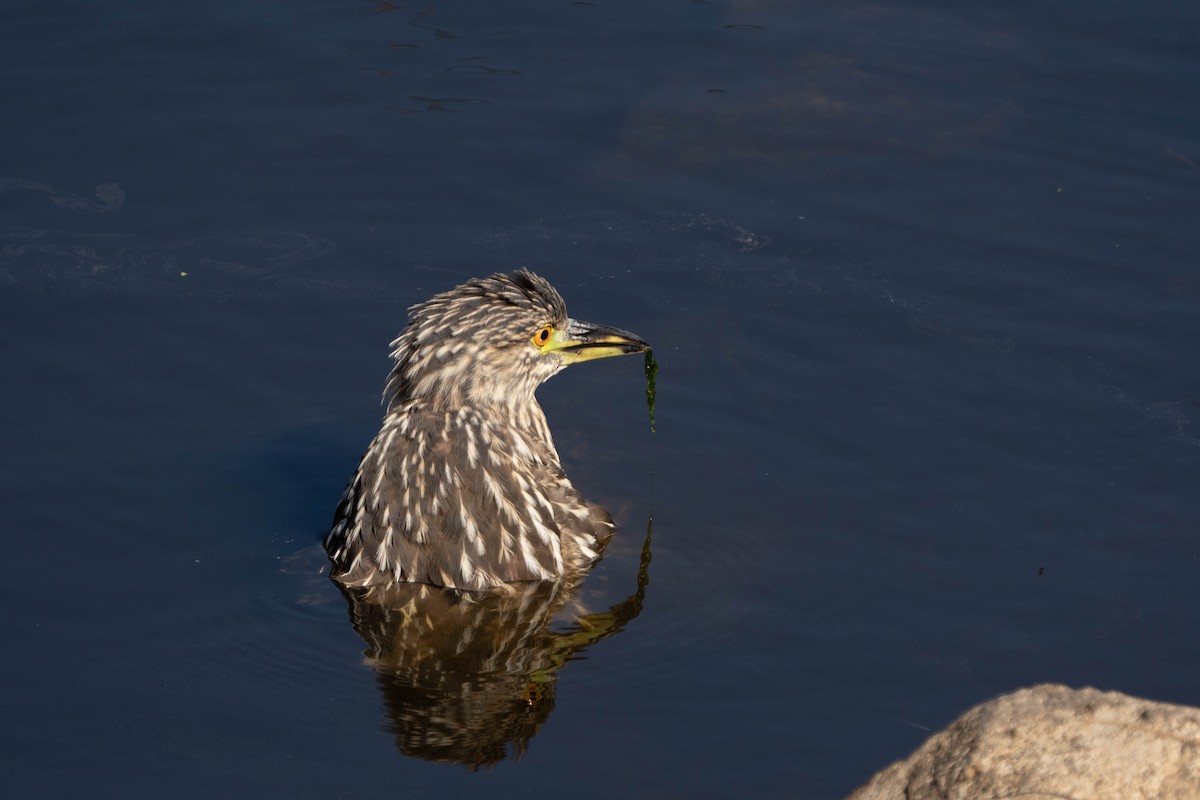 Black-crowned Night Heron - ML624065730