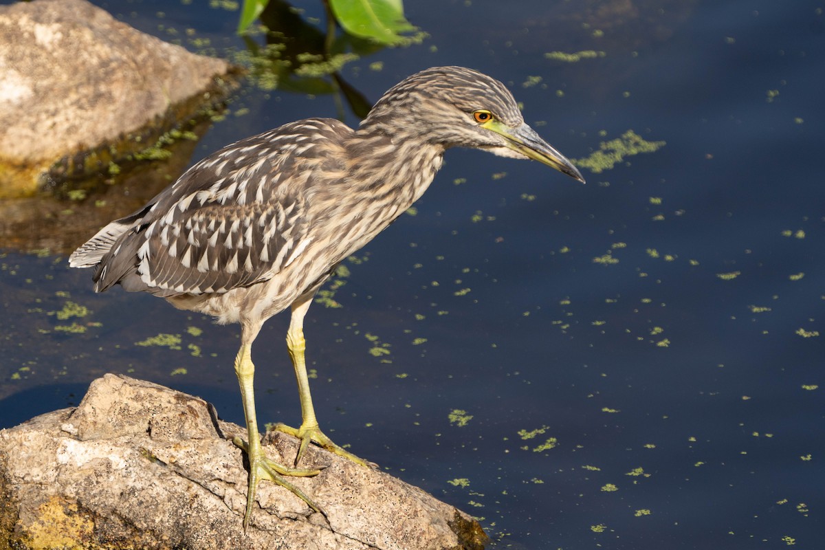 Black-crowned Night Heron - ML624065733