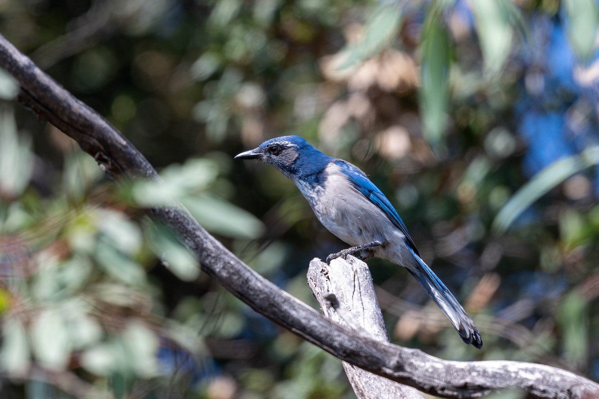 California Scrub-Jay - ML624065734