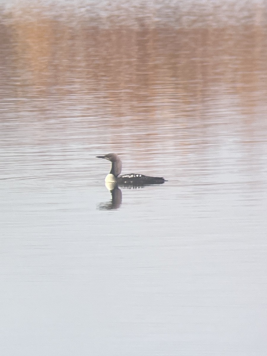 Pacific Loon - ML624065739