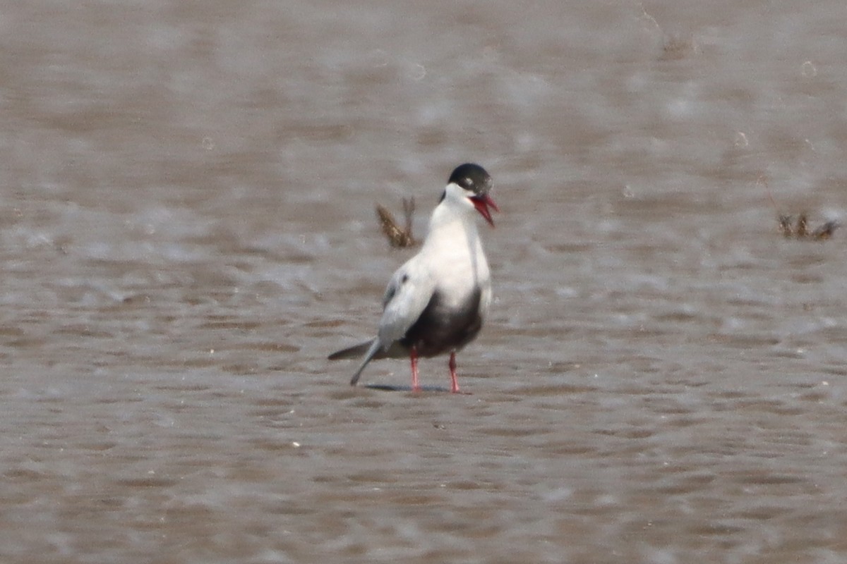 Whiskered Tern - David Morrison