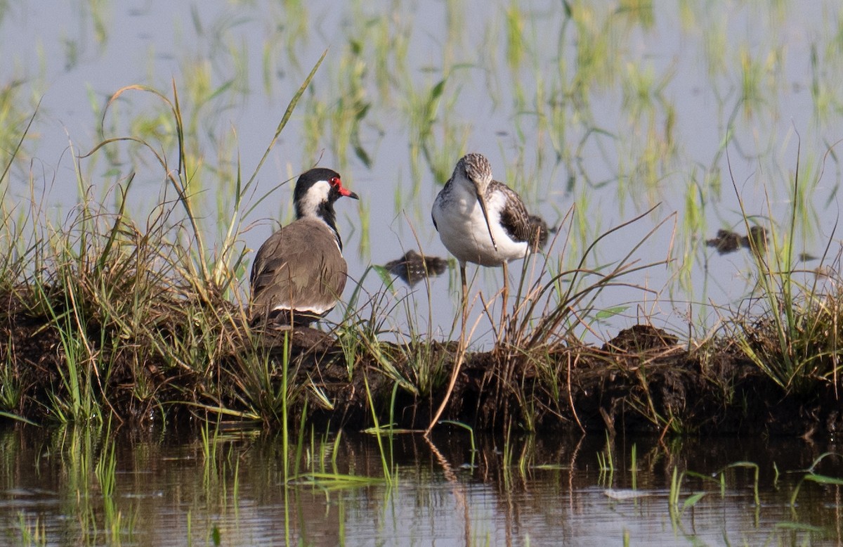 Common Greenshank - ML624065746