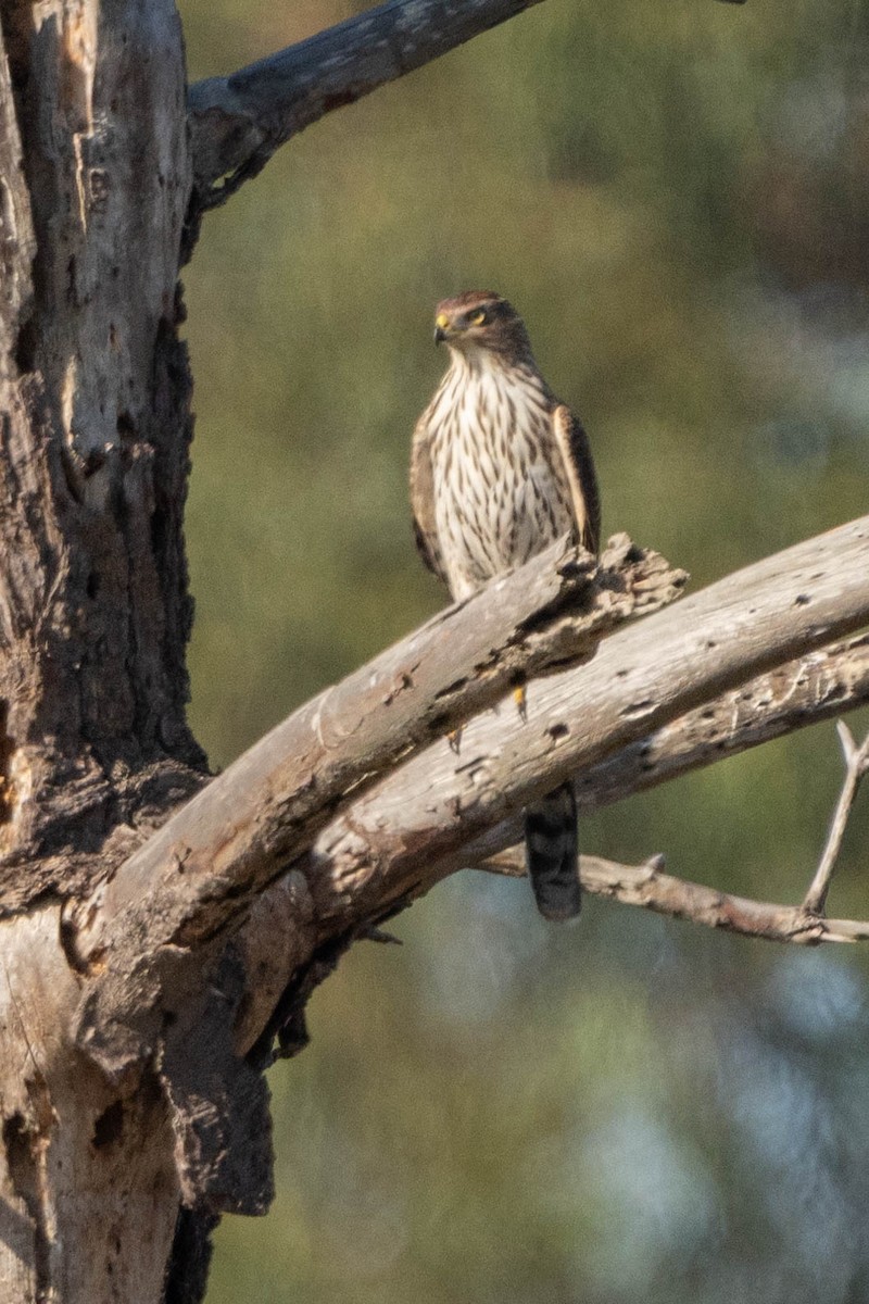 Cooper's Hawk - ML624065754