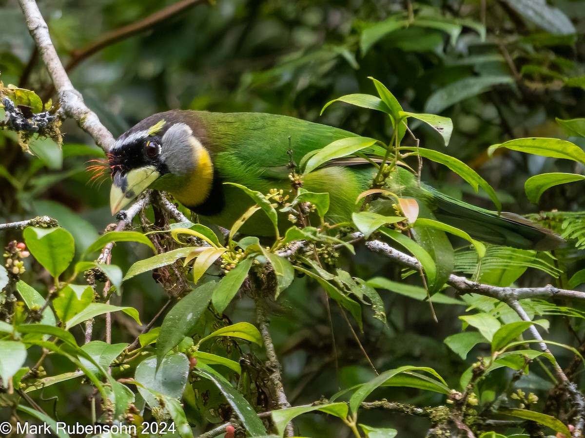 barbet pruhozobý - ML624065790