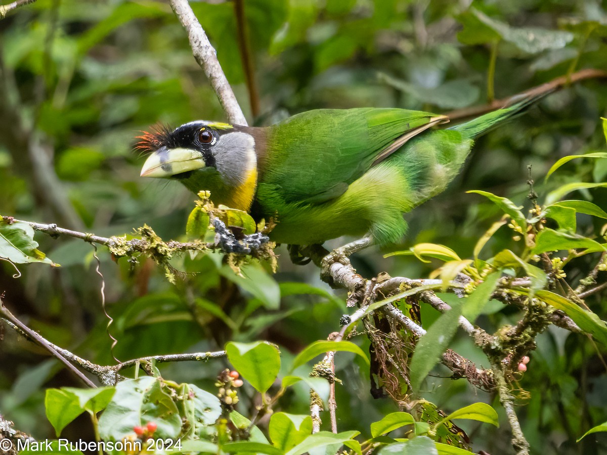 Fire-tufted Barbet - ML624065791