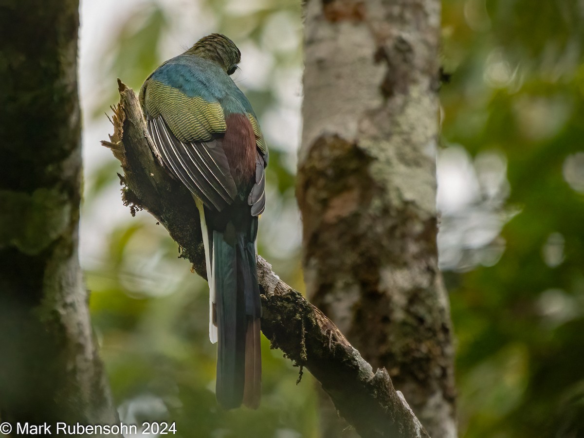 Sumatran Trogon - ML624065796