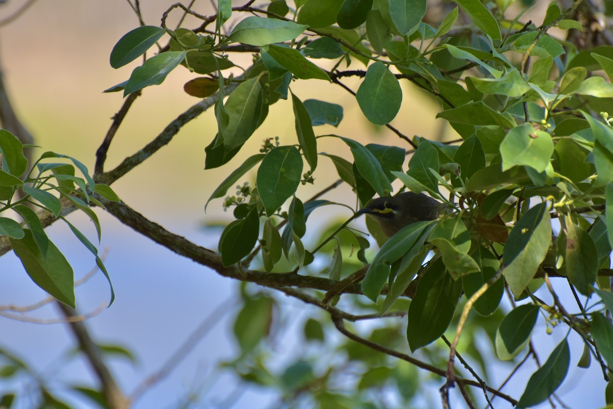 Yellow-faced Honeyeater - ML624065798