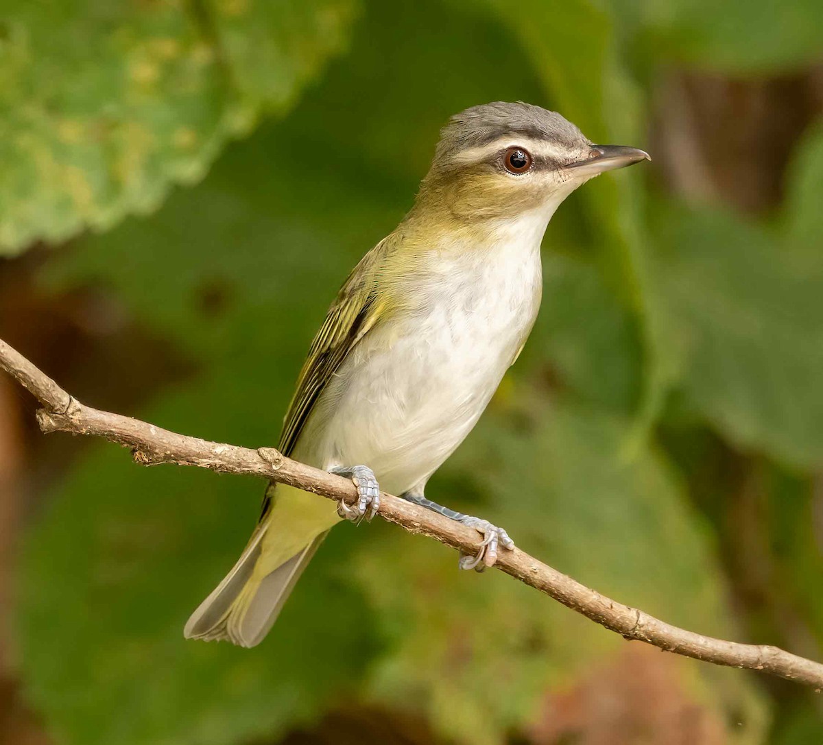 Red-eyed Vireo - ML624065800