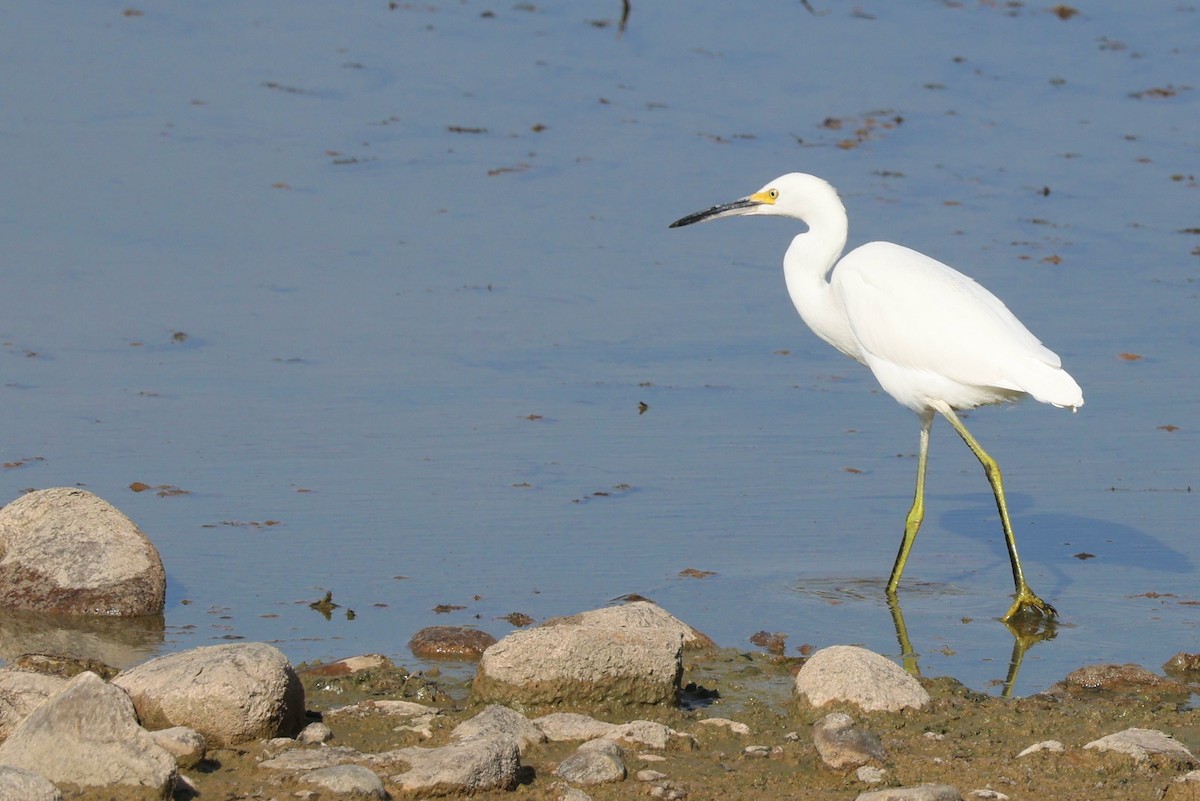 Snowy Egret - ML624065802