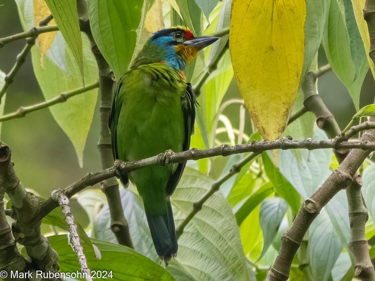 barbet černobrvý - ML624065807