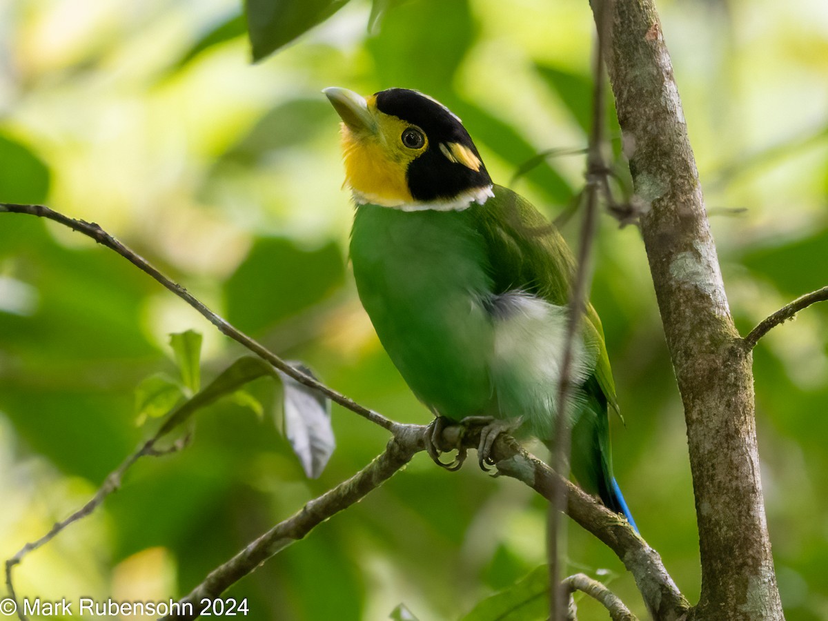 Black-and-yellow Broadbill - ML624065808