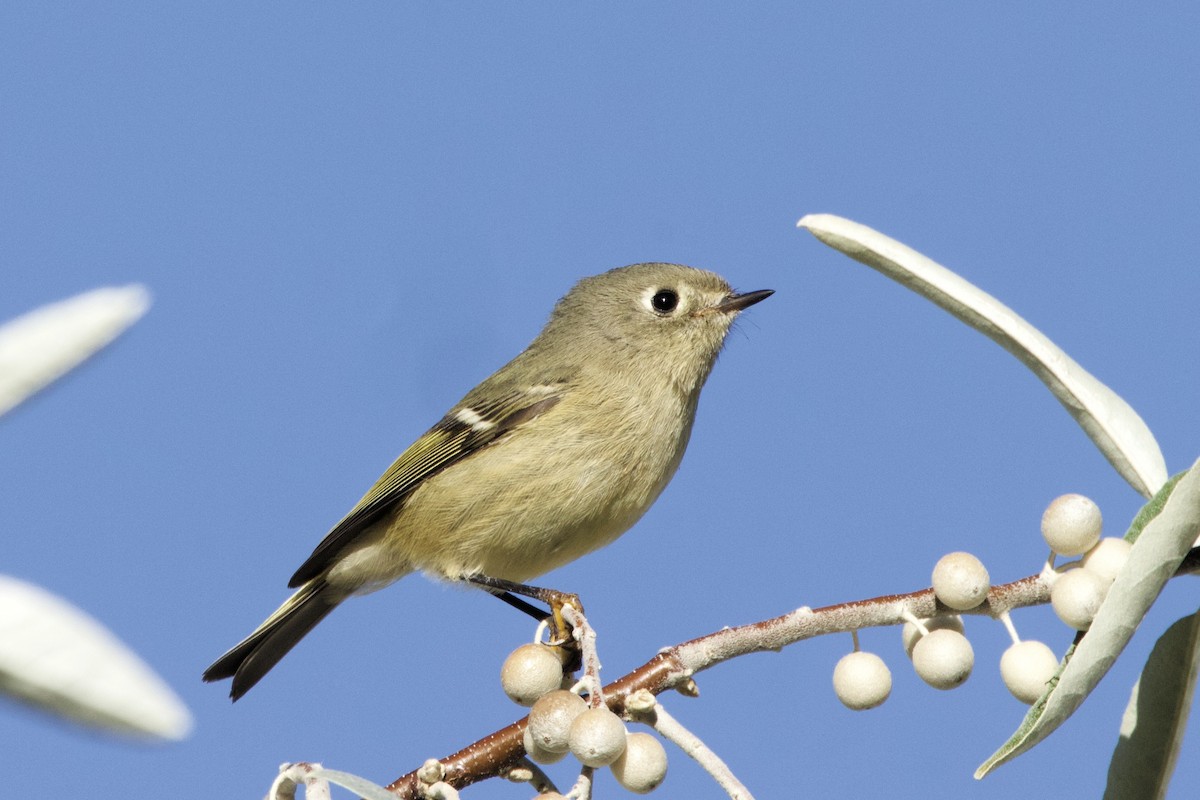 Ruby-crowned Kinglet - ML624065809