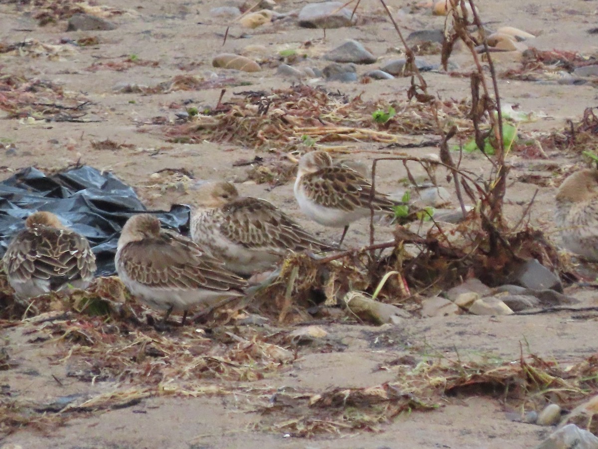 Little Stint - ML624065810