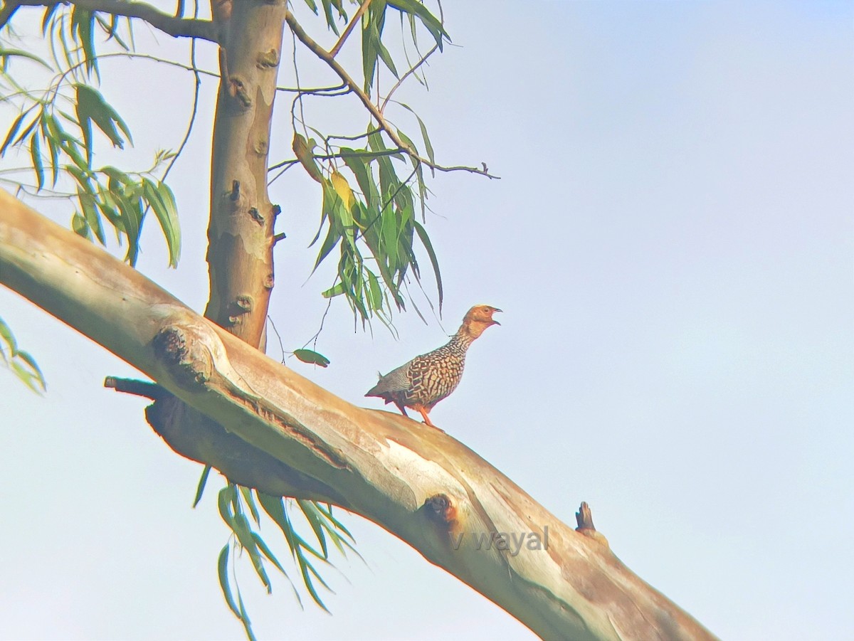 Painted Francolin - ML624065811