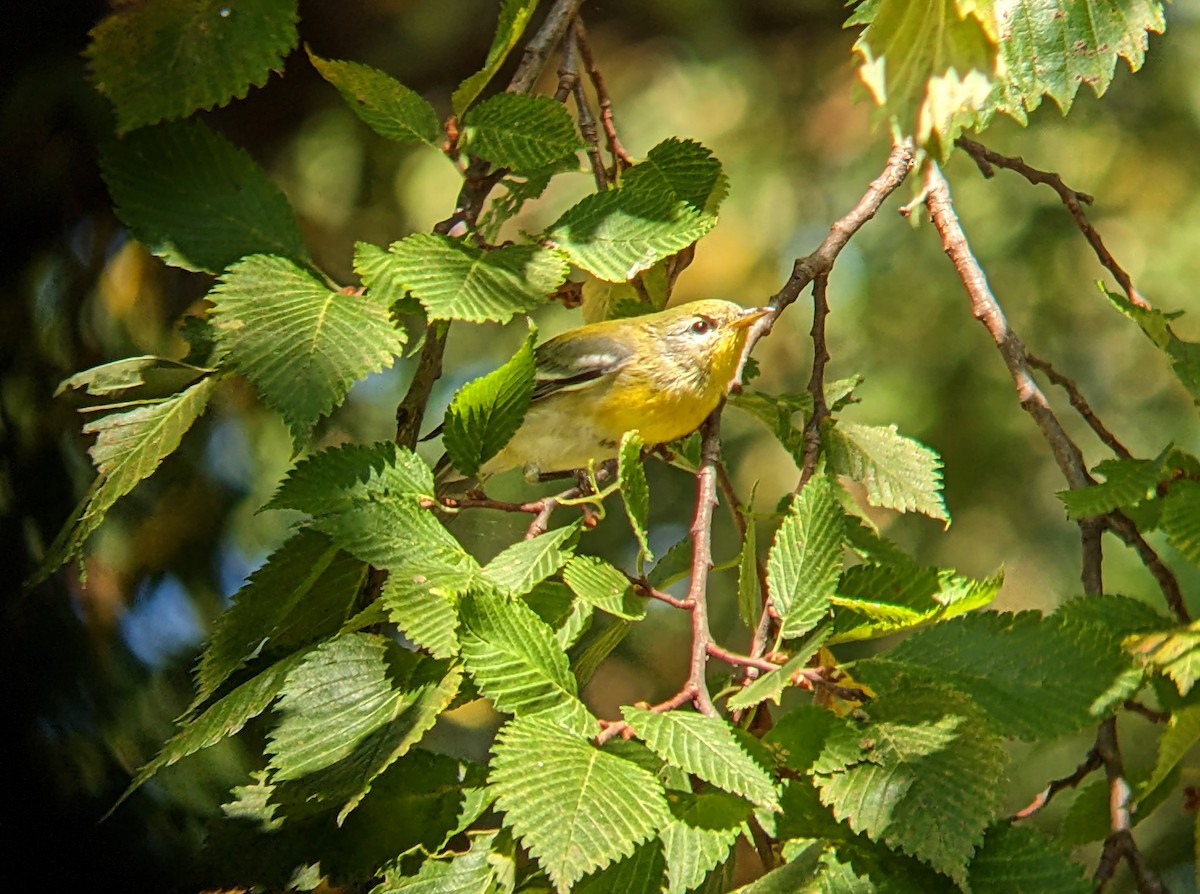 Northern Parula - ML624065813