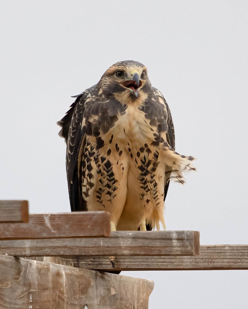 Swainson's Hawk - ML624065814