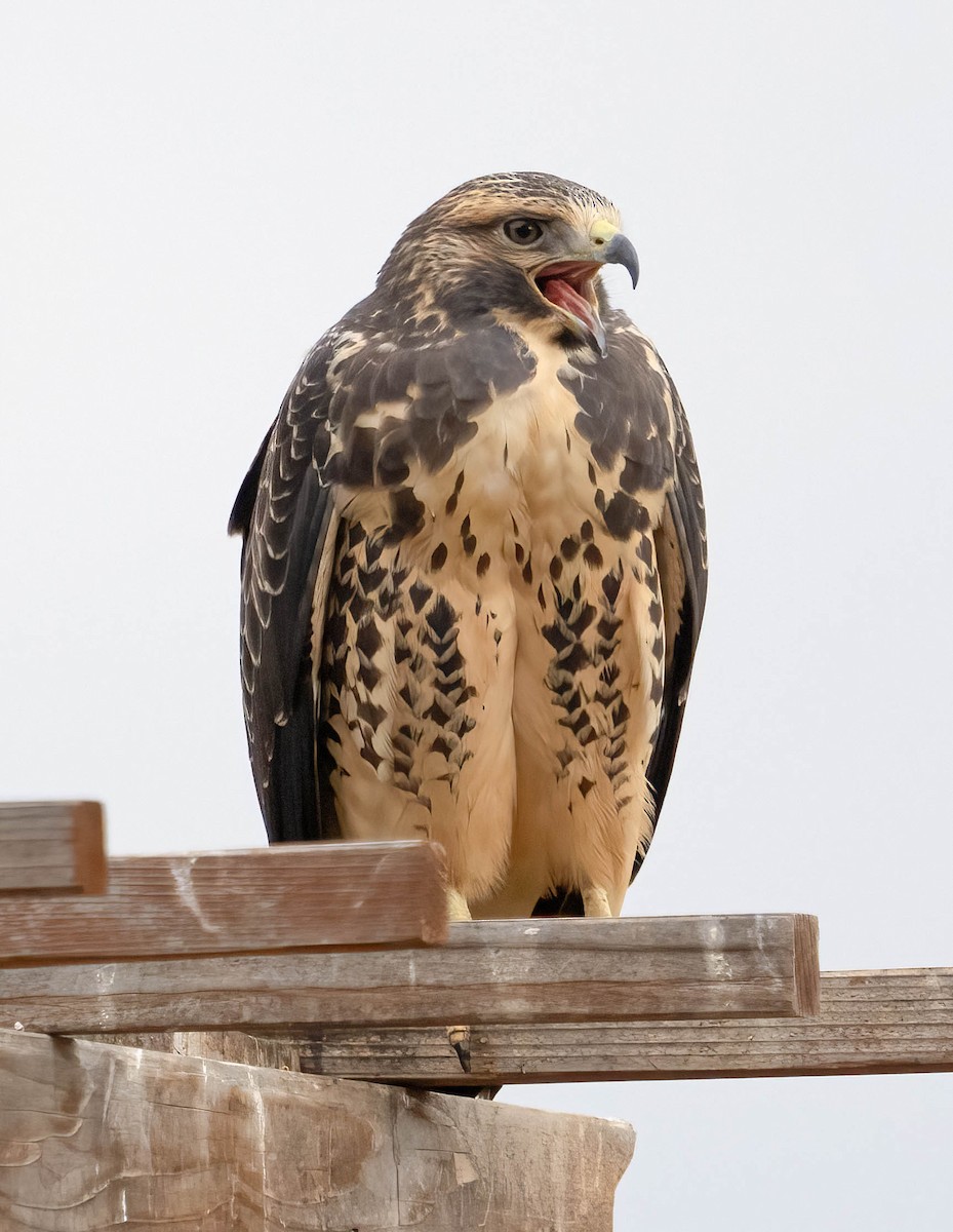 Swainson's Hawk - ML624065816