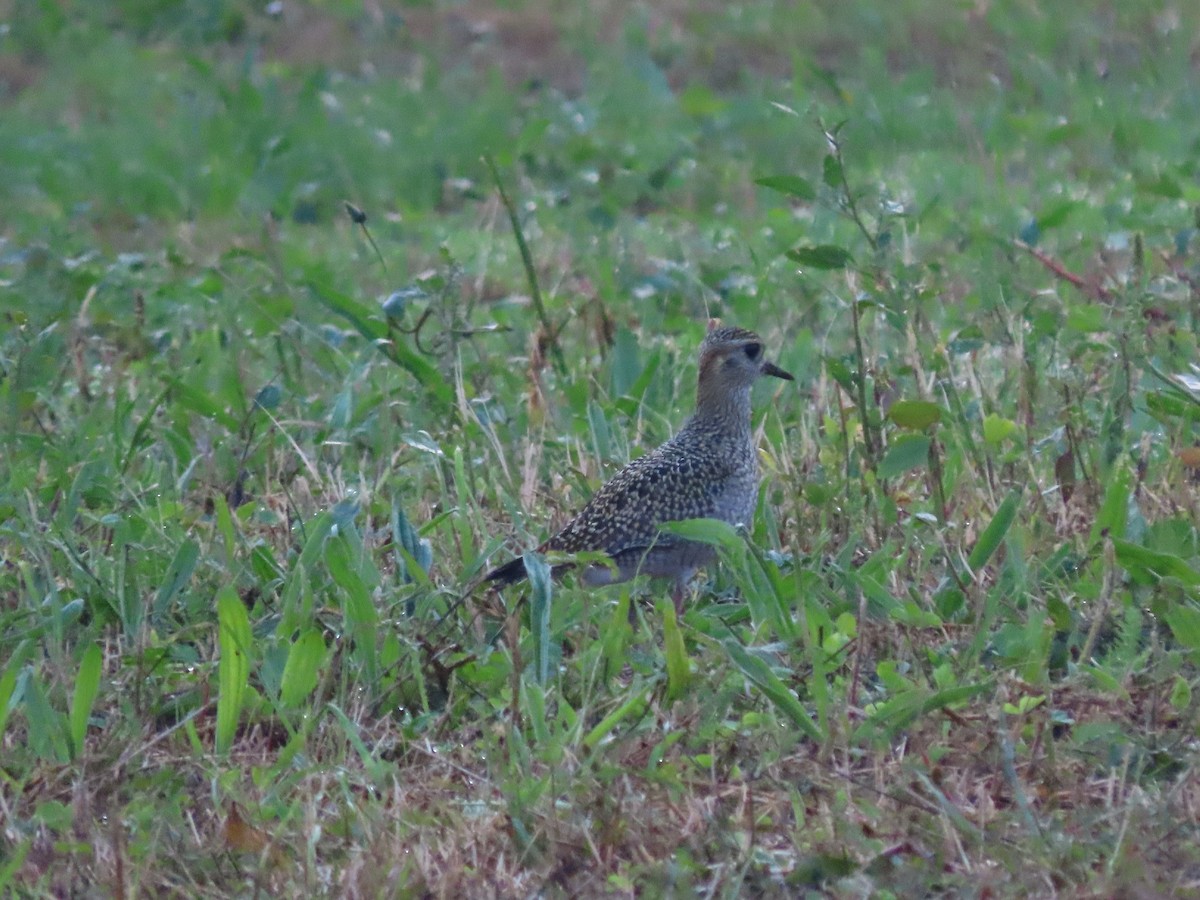 European Golden-Plover - ML624065822