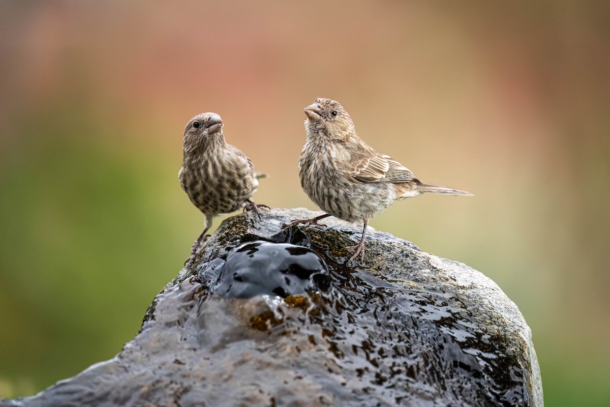 House Finch - Courtney Rella