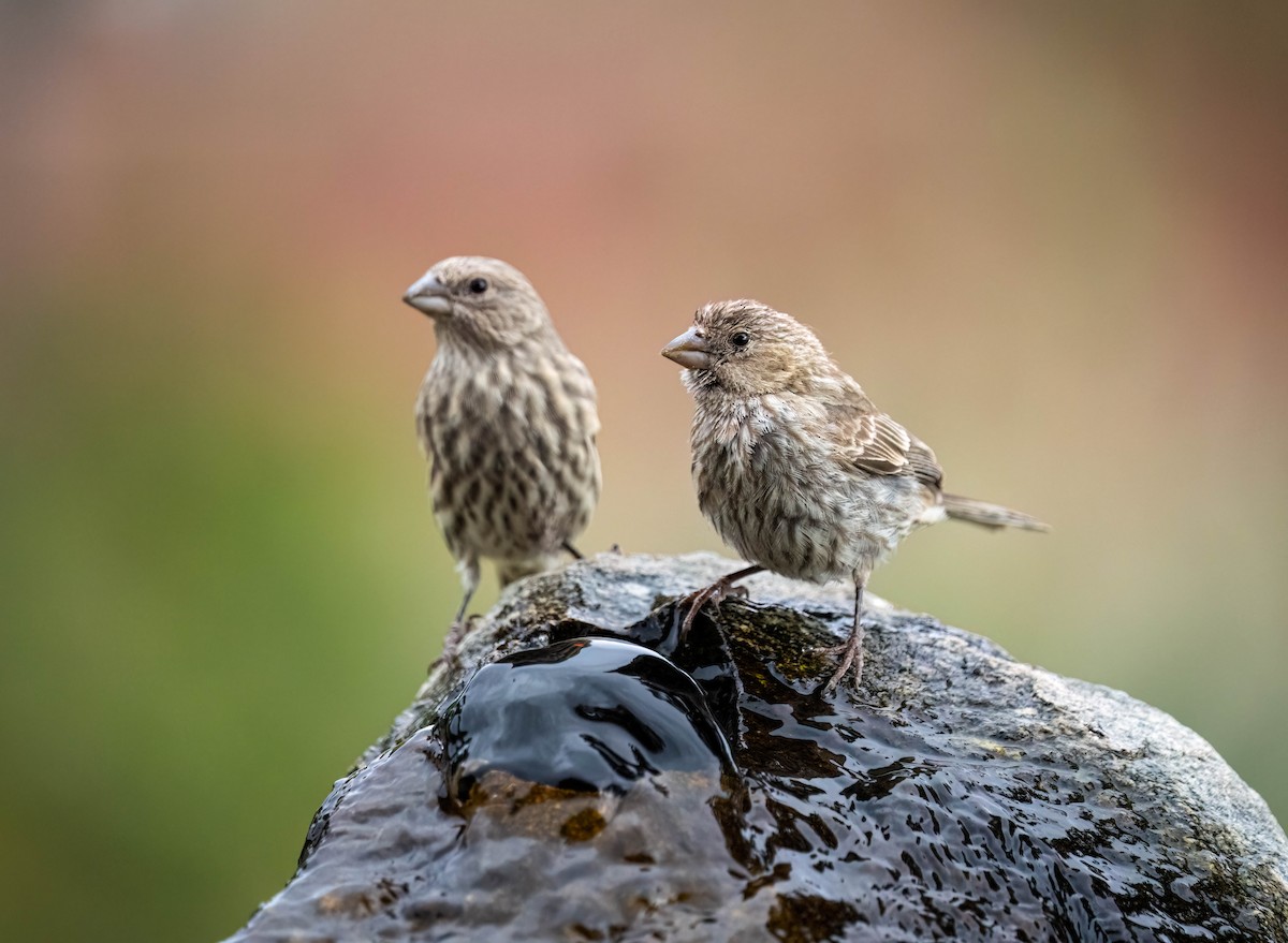 House Finch - ML624065825