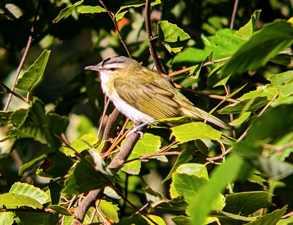 Red-eyed Vireo - ML624065828