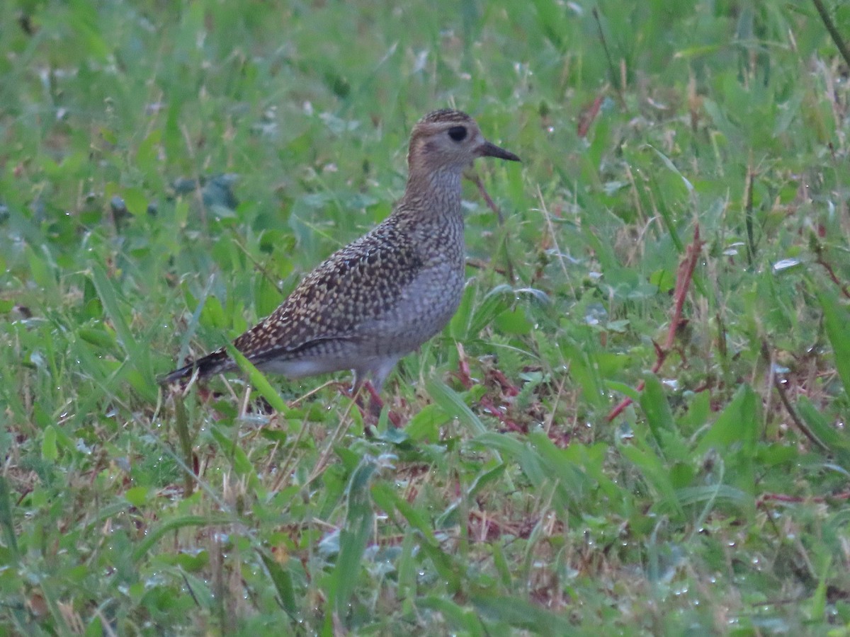 European Golden-Plover - ML624065830