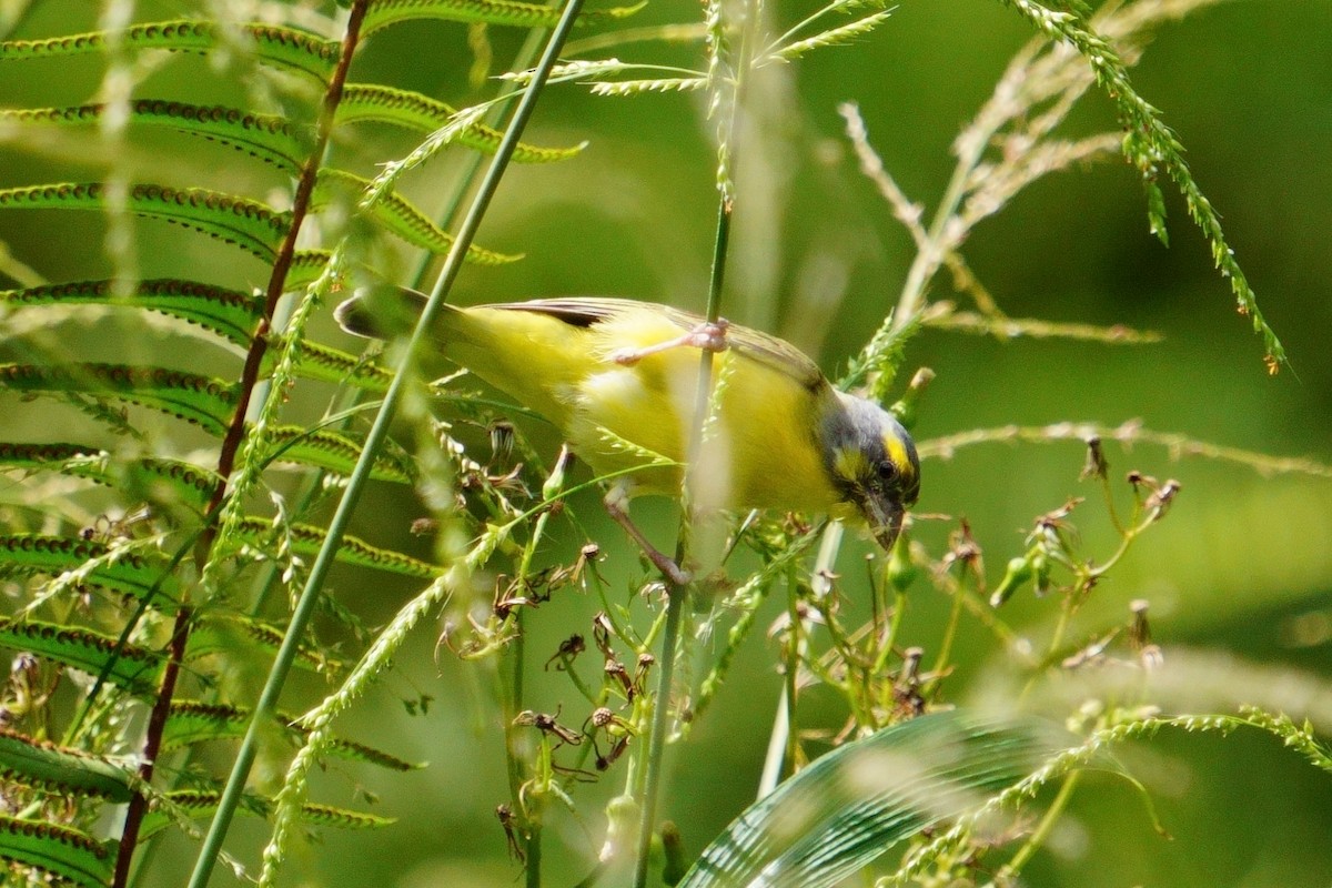 Yellow-fronted Canary - ML624065832