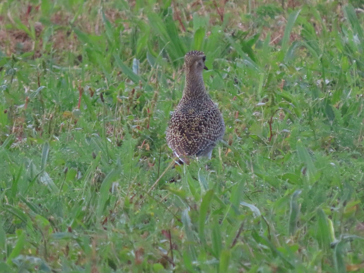 European Golden-Plover - ML624065834