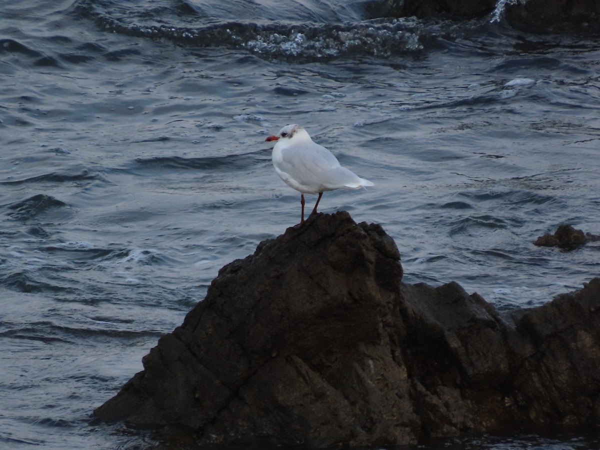 Mediterranean Gull - ML624065848