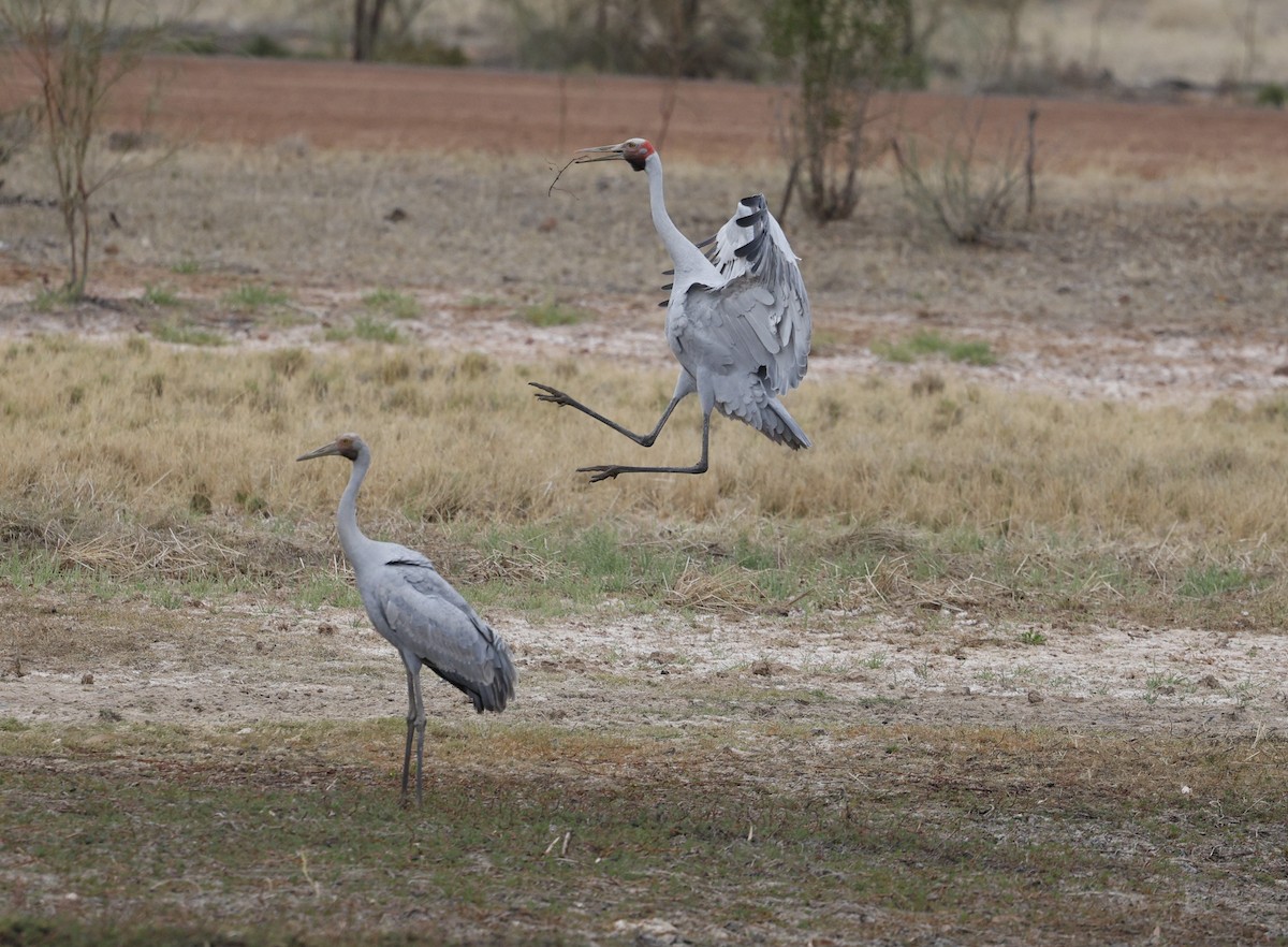 Brolga - Cathy Pert