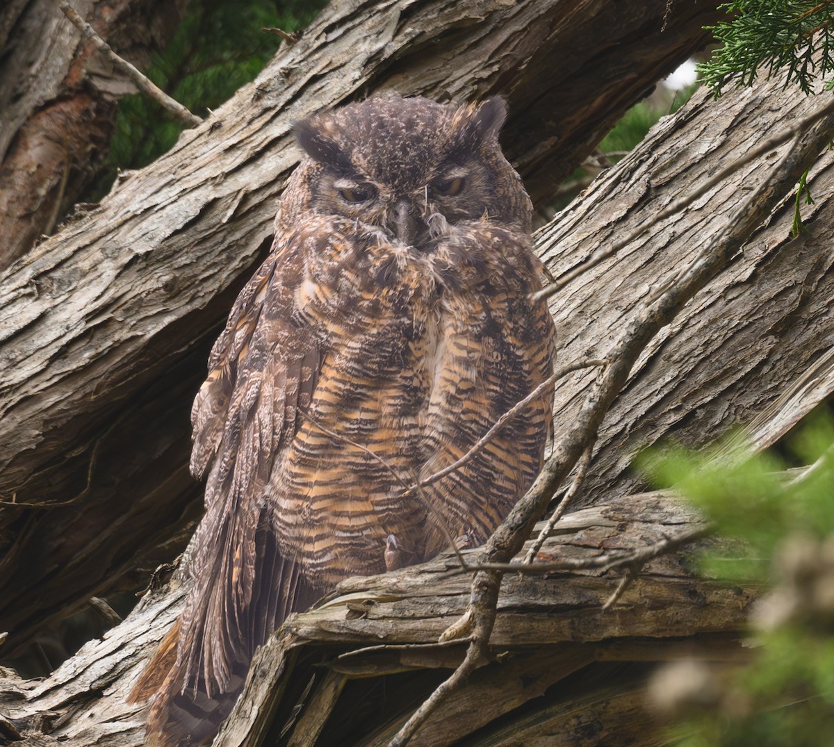 Great Horned Owl - Claude Lyneis