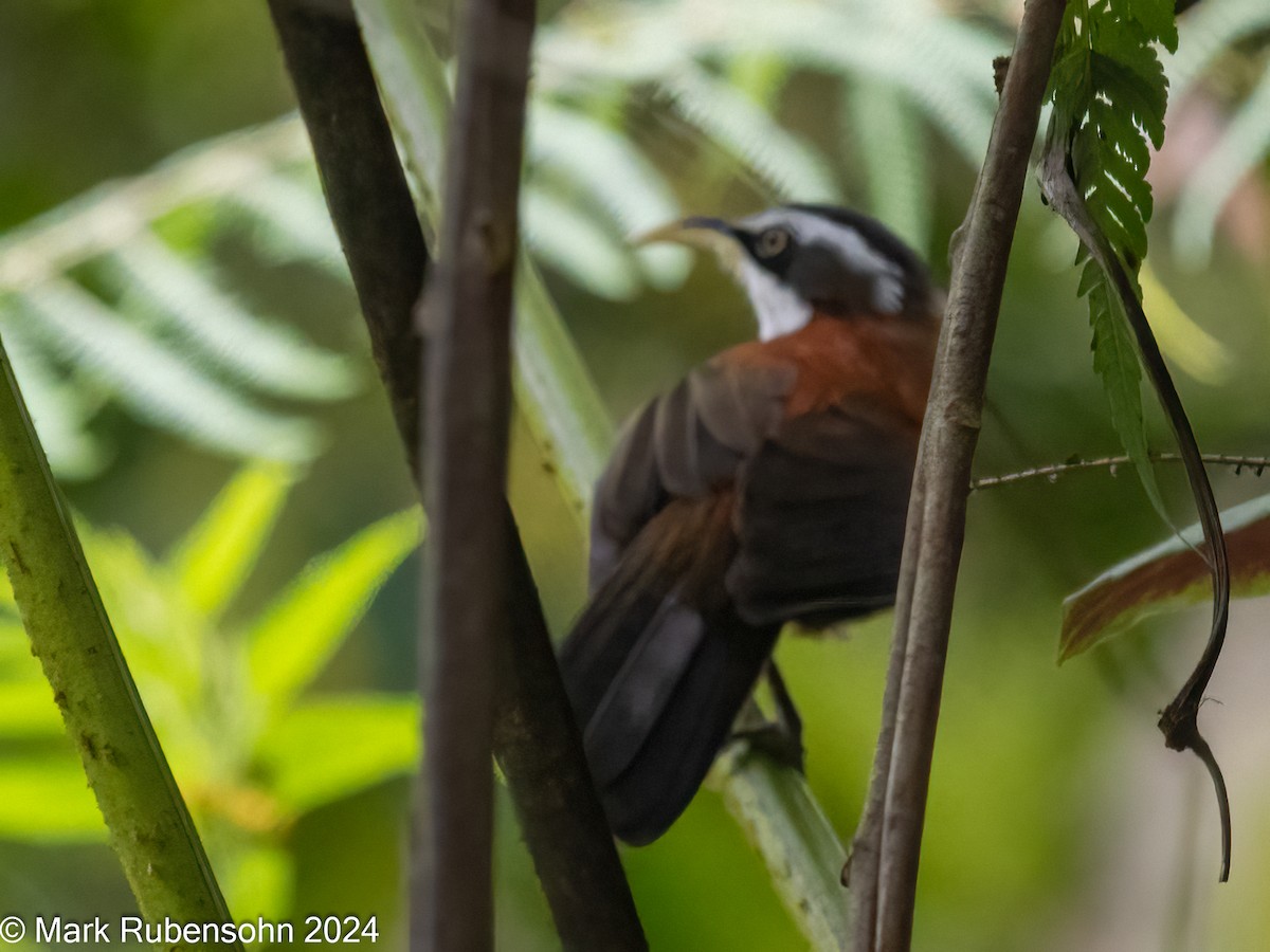 Sunda Scimitar-Babbler - ML624065858