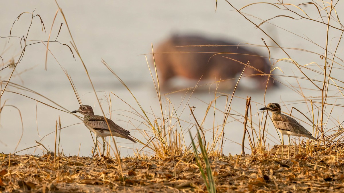 Water Thick-knee - ML624065864