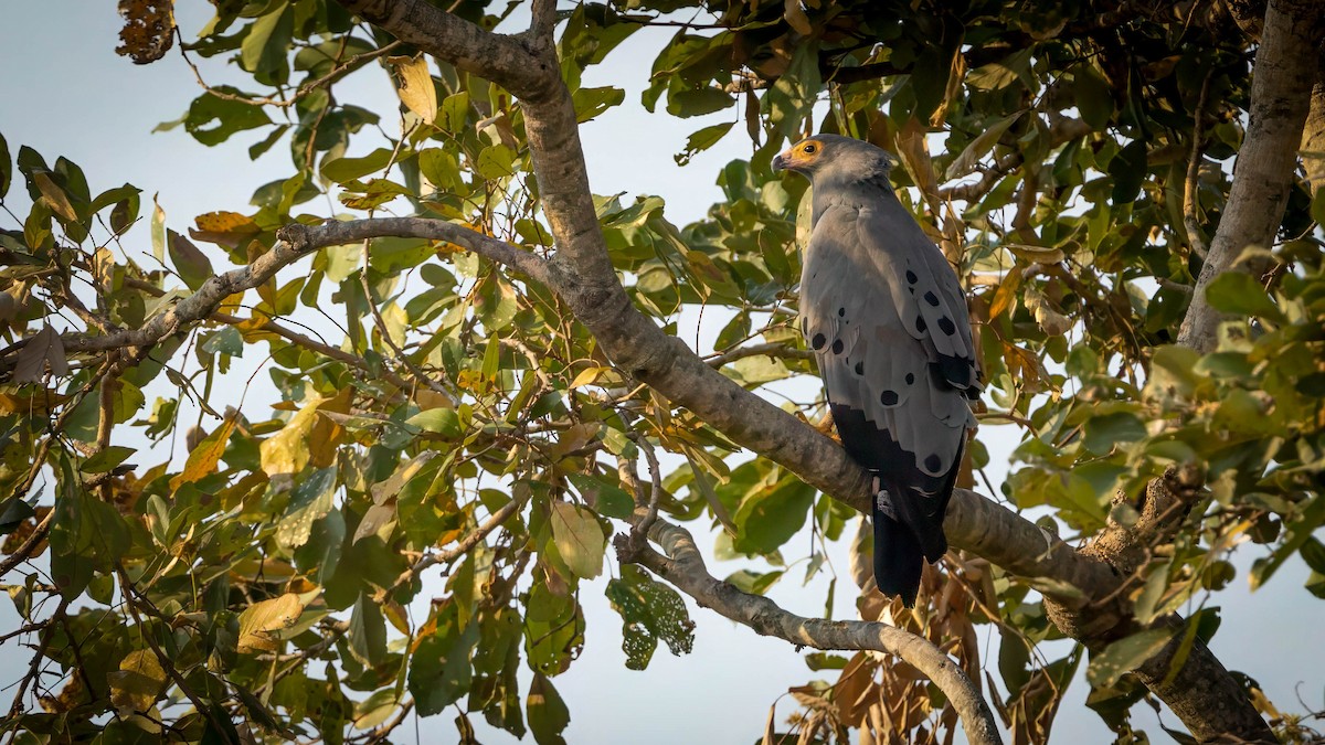 African Harrier-Hawk - ML624065874