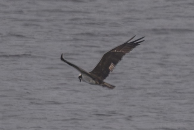 Osprey - ML624065876