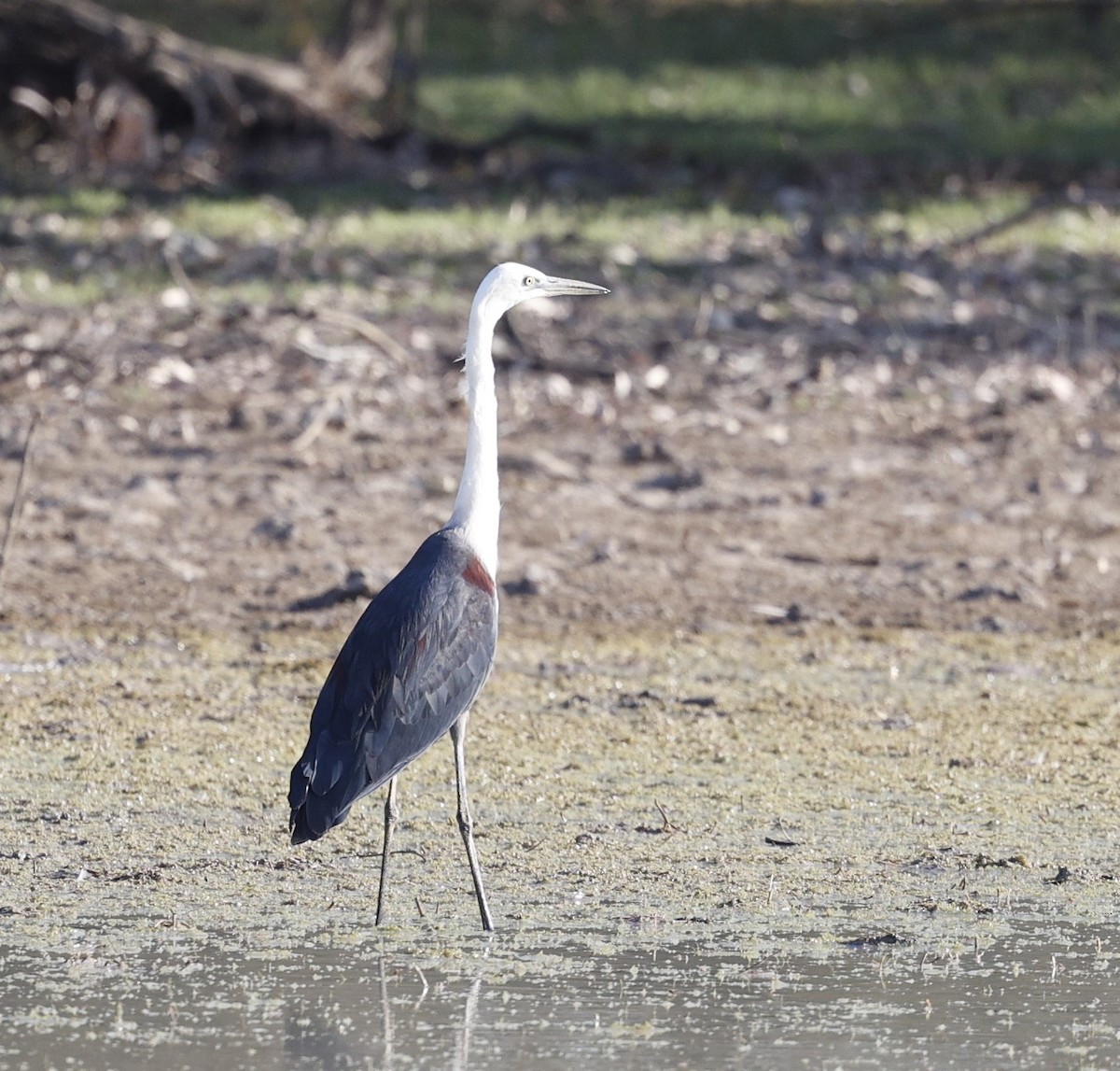 Pacific Heron - ML624065877