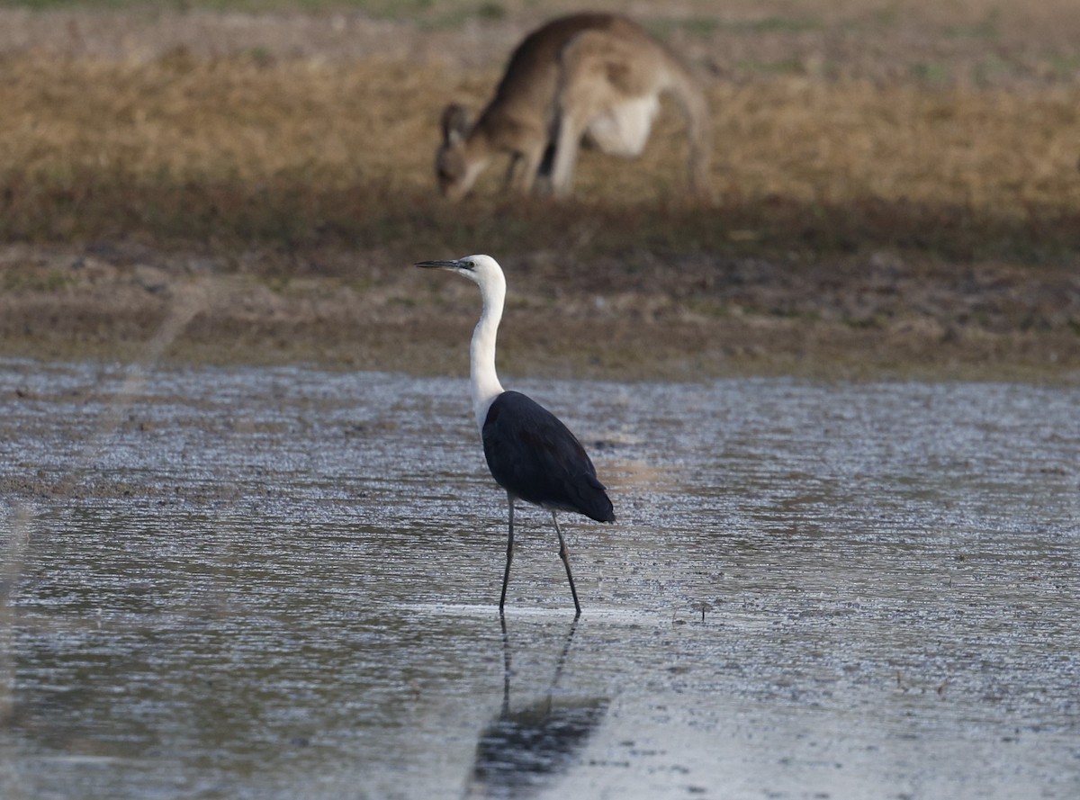 Pacific Heron - ML624065878