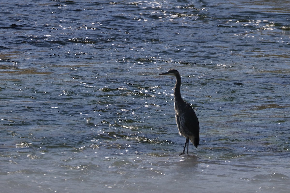 Great Blue Heron - ML624065881