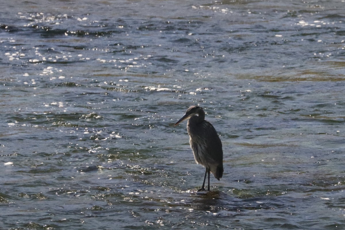 Great Blue Heron - ML624065882