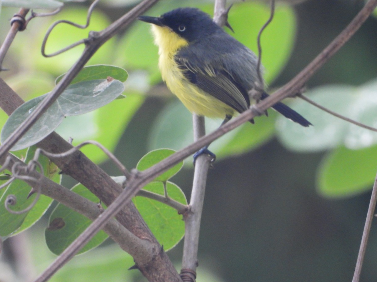 Common Tody-Flycatcher - ML624065914