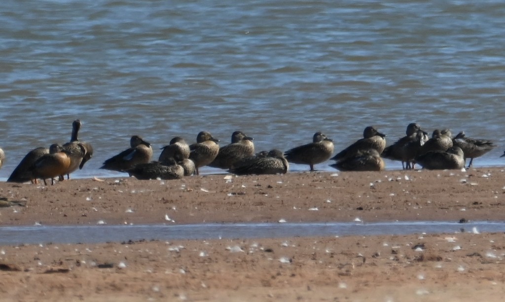 Blue-winged Teal - ML624065961