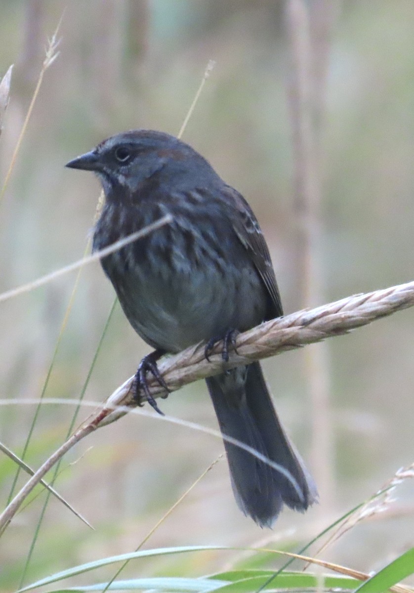 Song Sparrow - ML624065966