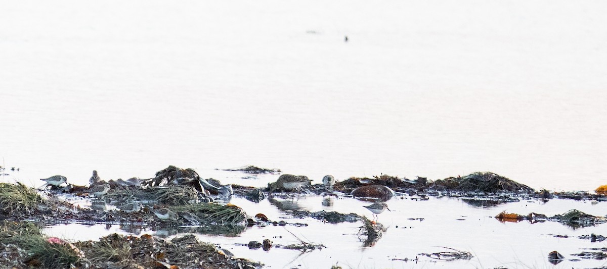 Western Sandpiper - ML624065982