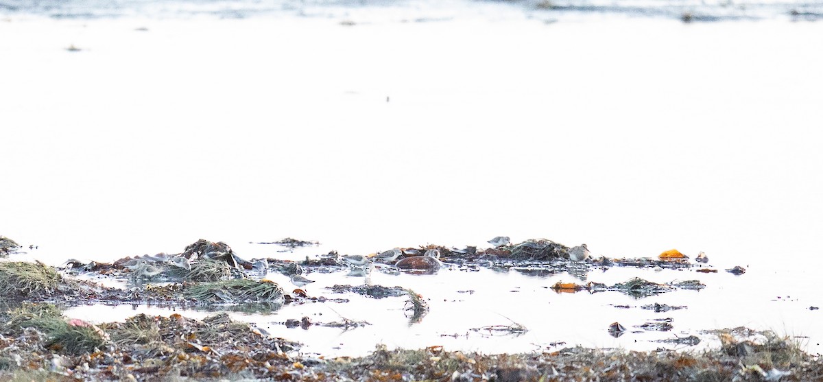 Western Sandpiper - ML624065983