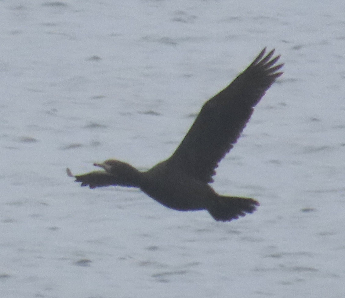 Red-faced Cormorant - ML624065997