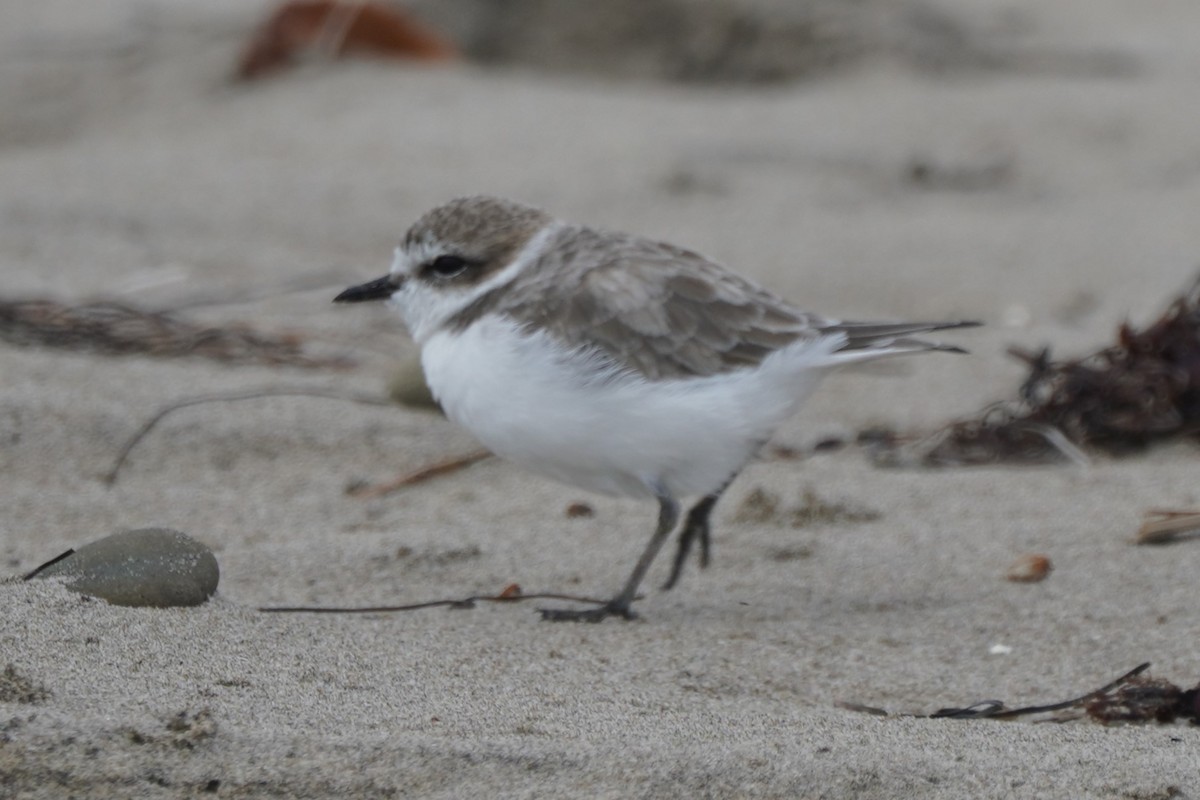 Snowy Plover - ML624066027