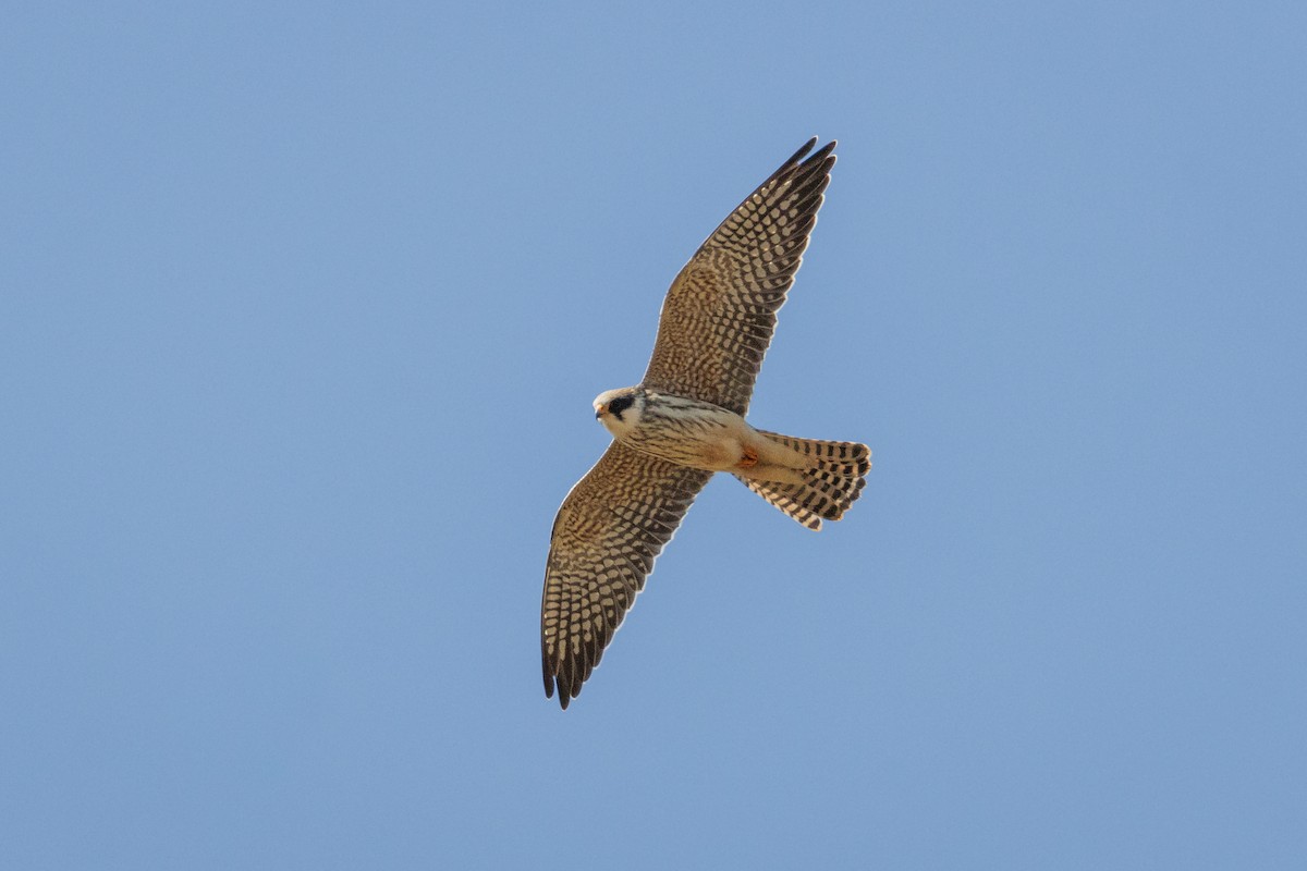 Red-footed Falcon - Michal Bagala