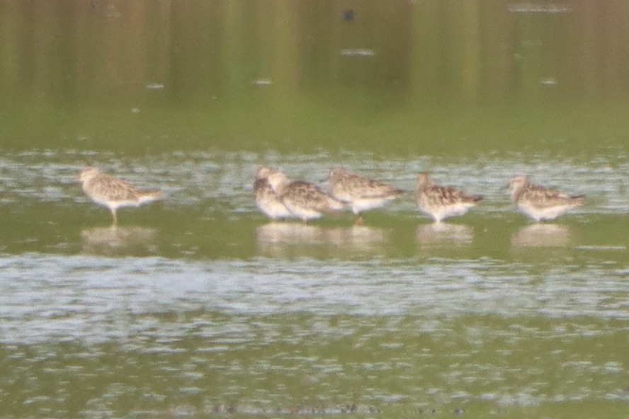 Sharp-tailed Sandpiper - David Morrison