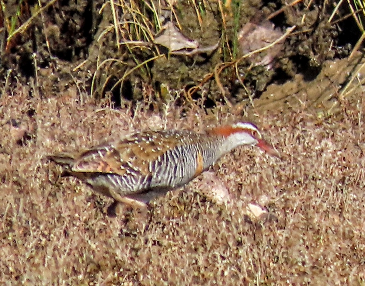 Buff-banded Rail - ML624066096