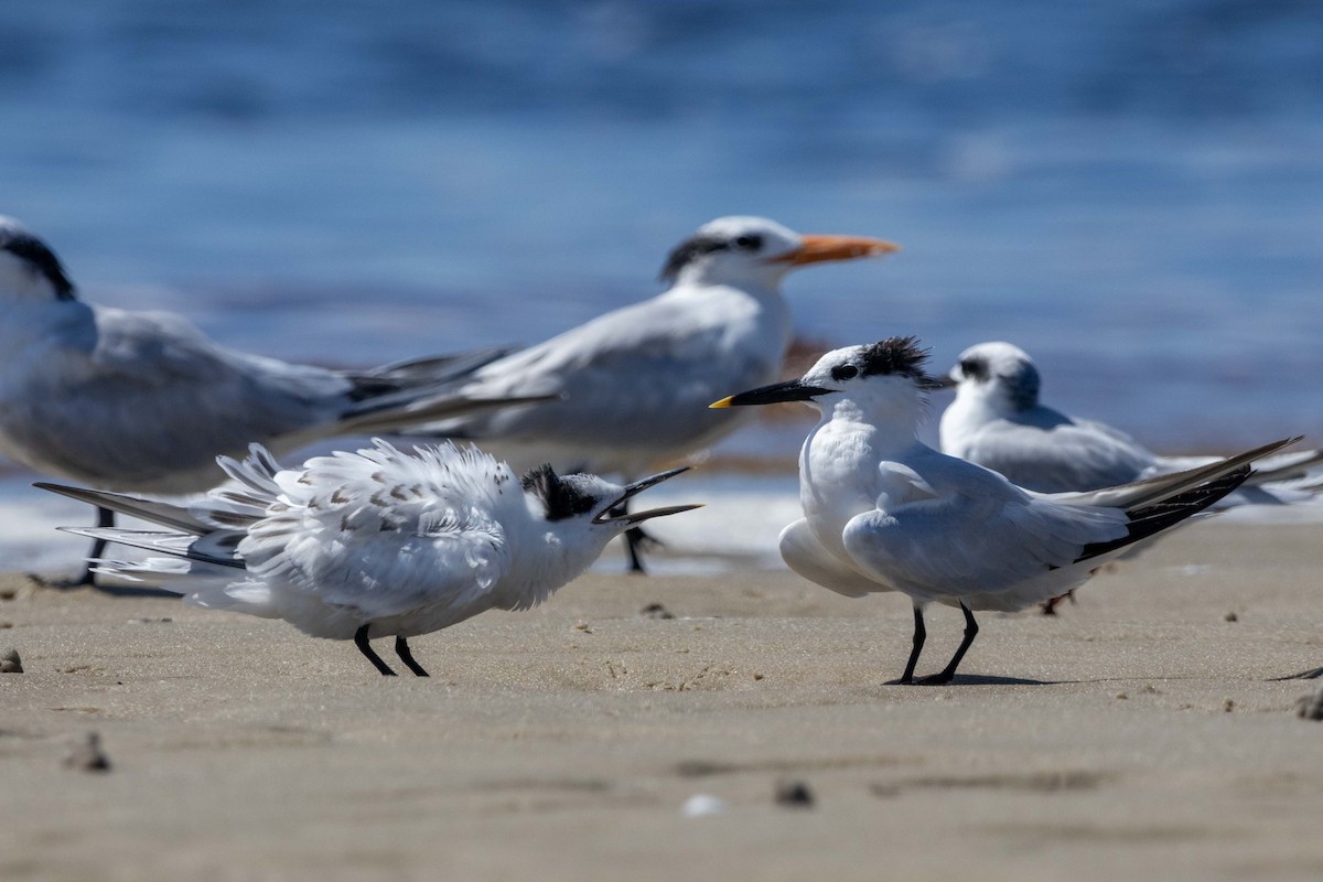 Sandwich Tern - Lucas Pittman